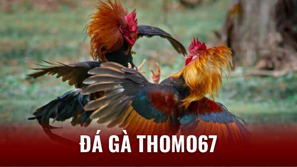 da ga thomo67 2